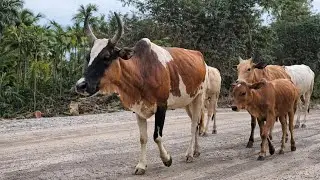 Sapi