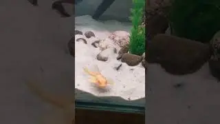 Albino Sucking Catfish #albino  #sucking #catfish #shorts
