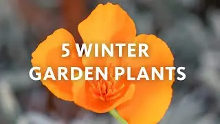 5 Winter Plants for Los Angeles | Know Your Garden #nhmla #california