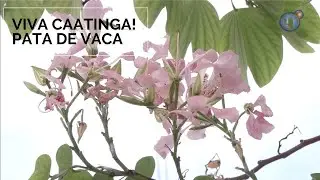 Viva Caatinga! Pata de Vaca