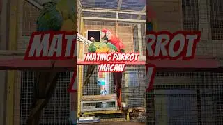 Mating Processs different macaw parrots to get a hybrid macaw #hybridmacaw #parrotlover #matingbird