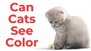 Can Cats See Color? The Fascinating Truth Behind Your Cat&rsquo;s Vision #can cats see color
