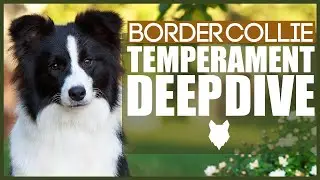 BORDER COLLIE TEMPERAMENT DEEPDIVE