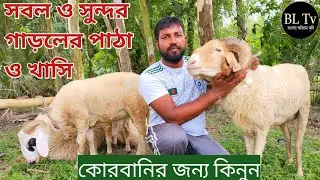 খামার থেকে কোরবানির জন্য পাঠাগাড়ল খাসি গাড়ল কিনুন।জিয়ানগর দুপচাঁচিয়া বগুড়া ২০২৫
