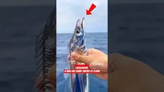 Cutlassfish: A Real Live Silver Sword of Ocean #cutlassfish #fish #fishing #deepsea #ocean #shorts
