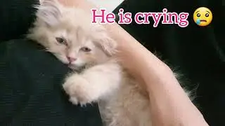 How attached are cats to their owners?