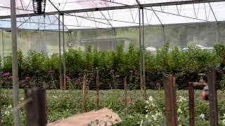 Cut Flower & Foliage Industry Career Guide