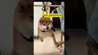 Shiba Inu hates nail clipping #shibainu  Inu #petclips #dog