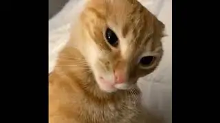 Top memes🤣 #animals #memes #funnymemes #memetrends #trending #memefever #cat