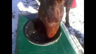 Automatic, Solar Frost Free Horse Water Trough