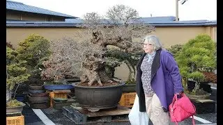 Bonsai story ☘ Omiya Bonsai Village & Masahiko Kimura 👉 BonsaiTV