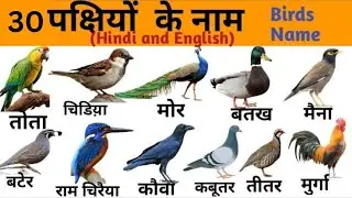Birds Names | पक्षियों के नाम | Birds Names with Pictures | Birds Name in English and Hindi