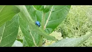 Blue beetle @Insects@|Subscribe Please| #bluebeetle #insects