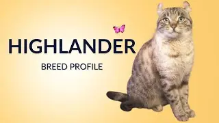 Highlander Cat Breed Profile History - Price - Traits - Grooming Needs - Lifespan