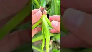 Aloe Vera Propagation by Separating Young Offshoots