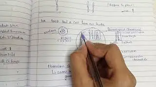 Chromosome chromatid homologous chromosome alleles genes sister and non sister chromatids