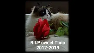 Timo's last visit the Koi pond-  R.I.P Timo