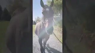 In-hand walks help with physical and mental stimulation. #equineosteopath #equinerehab #horses