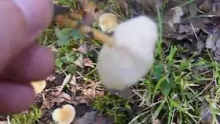 Collybia dryophila
