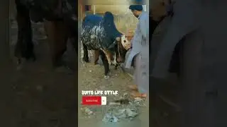 #Sufi'slifestyle#shorts#viral