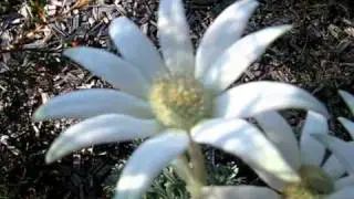 Australian Bush Flower: Flannel Flower (Actinotus helianthi)