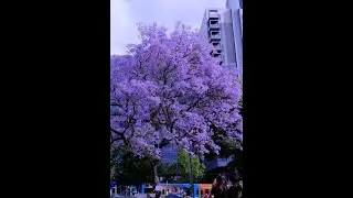 B&agrave;i nhạc &Acirc;m Thầm Giữ Lại Anh   DeepWave