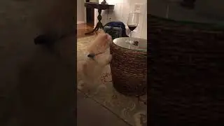 &ldquo;Puppy &ldquo;Moose&rdquo; Dancing for Wine
