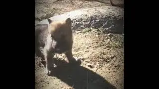 Socialización The wolf house