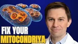 4 Foods To Make New Mitochondria Scientific Proof