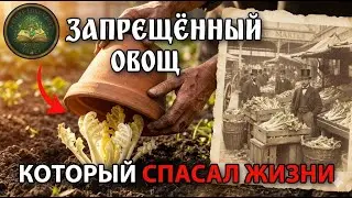 Этот овощ стоил дороже мяса, спасал моряков от смерти и исчез, потому что его нельзя механизировать
