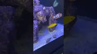 Yellow Coris Wrasse #fish