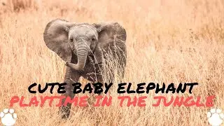 Cute Baby Elephant Playtime in the Jungle