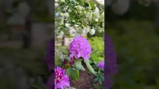 #bloom #blossom #floral_perfection #bloomingnature #petals #viralshorts
