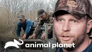 Os castores bloquearam a estrada! | S.O.S. Castores | Animal Planet Brasil
