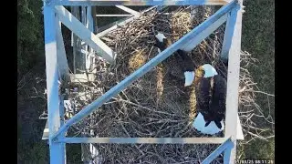 John Bunker Sands Wetland Eagles TX. 11 03 25 Mom & Dad working on nest seen on Cam 2 wide view