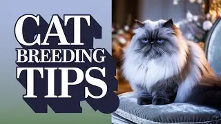Don't make these mistakes with cats in the Heat Cycle #cat #catlover #pets #kitten