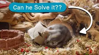 Can This Tiny Hamster Solve A Simple Puzzle Box?