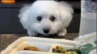 新しい生活が始まりそうです【一人暮らし犬との暮らし】