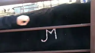 Cattle Freeze Branding