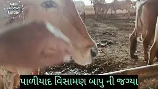 The Mysterious Resurrection of Paliyad Vishamal Bapu