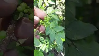 Wild Lime_Facts #viral #trending #facts #wildlife #lime