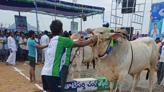 2 పరికినేని రామయ్య yarragondapalem bull race 2026