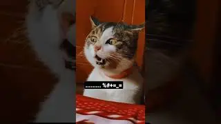 funny animal behavior
