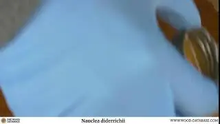 Opepe (Nauclea diderrichii)