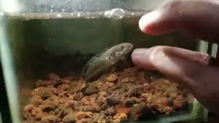 Progres melatih mental Channa andrao 7cm #channa andrao dwarf neon snakehead 