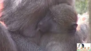 Wake Up Wild - Wild baboons at dawn