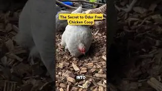 Wood Chip Chicken Coop (@eggs_and_fluff) #animals #chicken