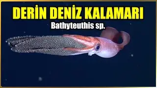 Повелитель тьмы: Документальный фильм «Тайны глубоководных кальмаров» | Батитеутис сп.