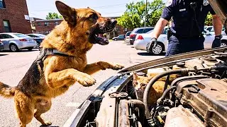Un Perro Suplica Ayuda para Salvar a una Madre Gata – Rescatando a la Gata Atrapada en un Motor