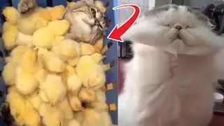 Cute Cats Reactions 🐈2021 | Funniest Animals Compilation | Animal Alliance